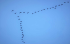 Der Flugplan wird den Zugvögeln vererbt
