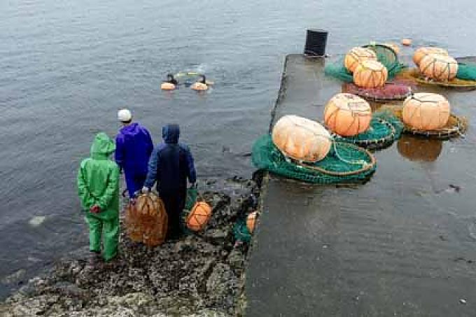Taucherinnen tauchen nach Algen, ihre Männer bringen das Netz mit dem Fang dann zum wartenden Pick-Up Taucherinnen tauchen nach Algen, ihre Männer bringen das Netz mit dem Fang dann zum wartenden Pick-Up