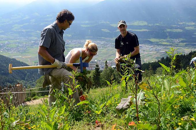 Ampferstechen auf der Thaurer Alm Ampferstechen auf der Thaurer Alm