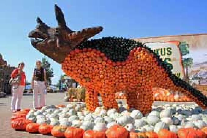 Jedes Jahr sorgen Kürbis-Riesen-Skulpturen für Superlative – auch die Dinos waren schon mal da Fachberater Dirk Johl