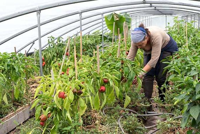 Perrine Herve-Gruyer im Gewächshaus bei den Paprikapflanzen. Eingelegtes