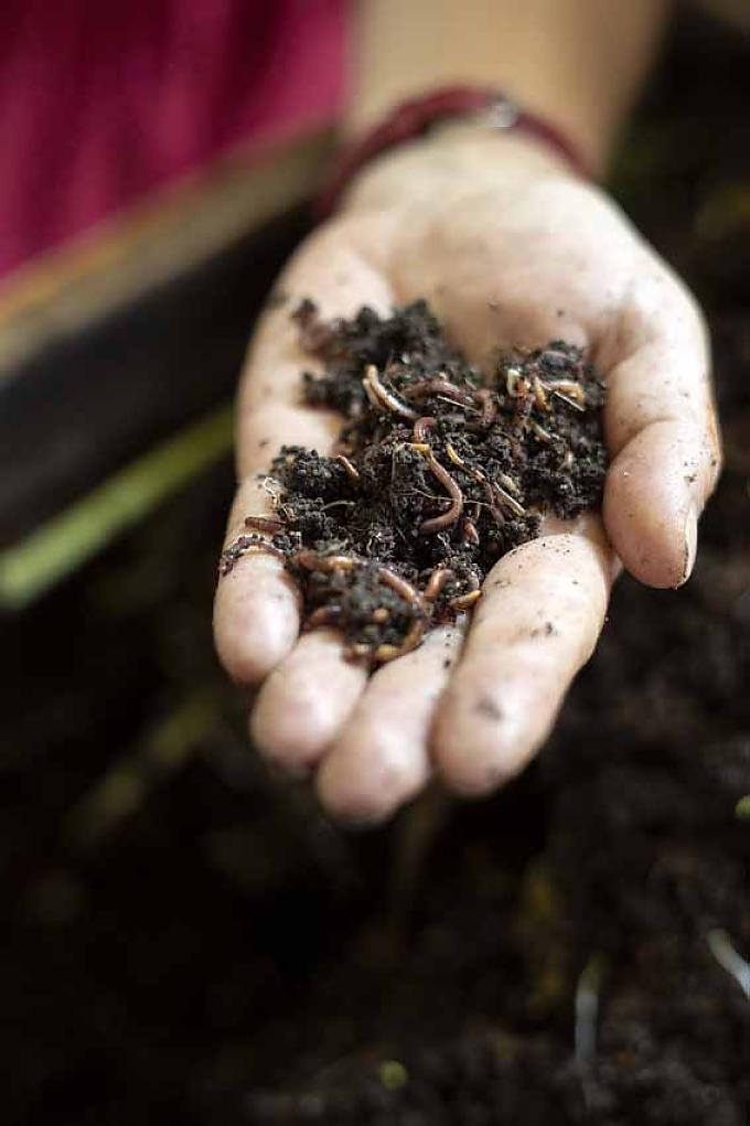 Würmer aus der Wurmkiste. Tomaten