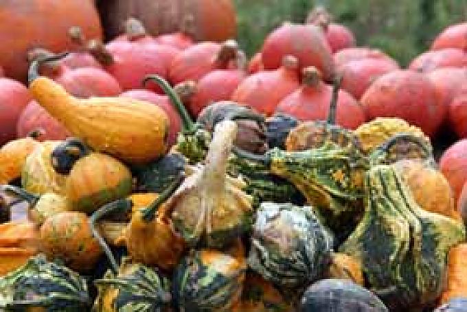 Kürbisse zum Verkauf Martin und Petra Schnell.