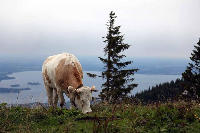 Kuh Marke Simmentaler Maria Anner schenkt Besuchern frische Milch ein
