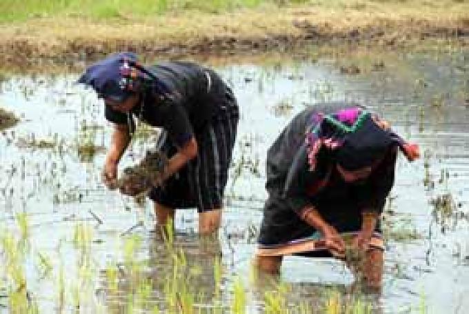 Reise zum Reis Reise zum Reis