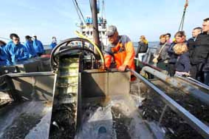 Der Fang wird begutachtet Geradezu liebevoll holt er eines der kleinen Tiere aus dem Becken, auf deren Fang er sich spezialisiert hat. Vorsichtig, fast zärtlich hält er die Nordseekrabbe in seinen großen Seemannshänden.