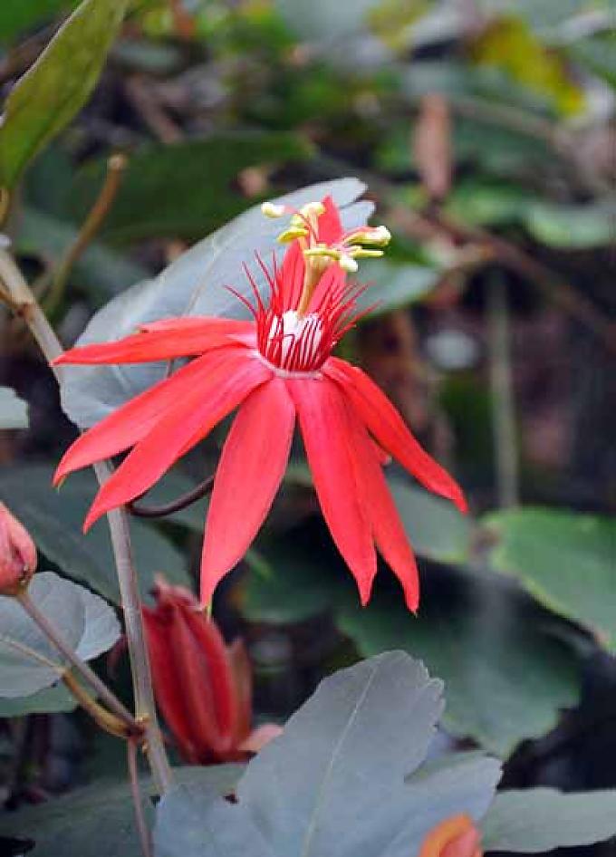 Blüte der Passionsblume. Blüte der Passionsblume.