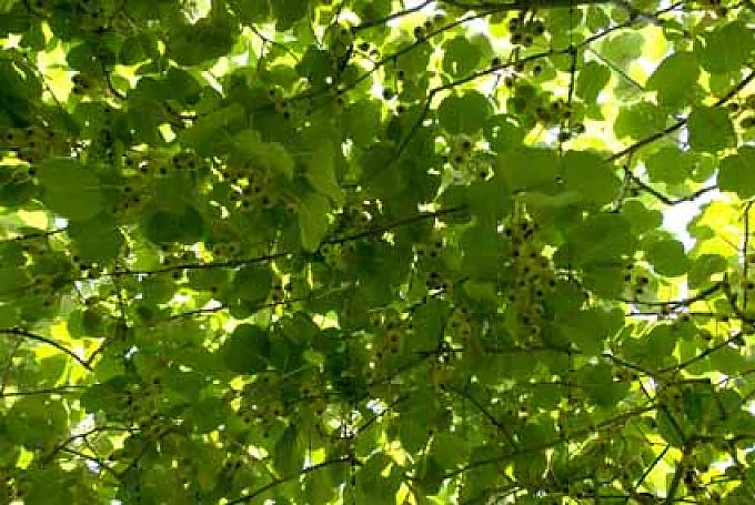 Kiwi-Plantage Robert in seiner Plantage.