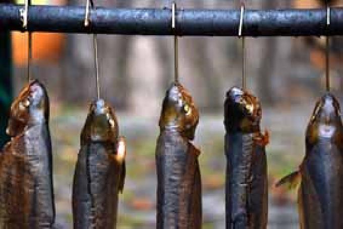 Frisch Geräucherte Fische hängen zum Auskühlen an Holzstöcken. Gerhard Langmaier auf Fischfang.