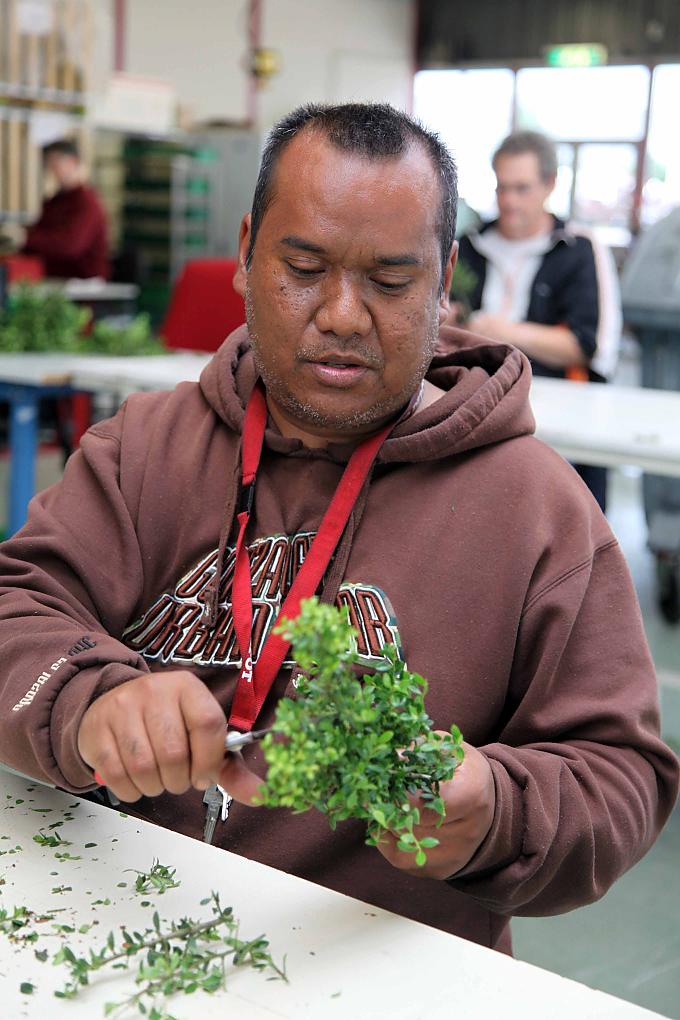 WAA-Angestellter zerteilt Buchsbaumäste zu Stecklingen WAA-Angestellter zerteilt Buchsbaumäste zu Stecklingen