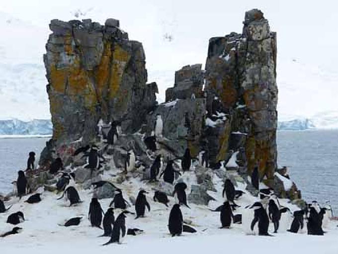 Pinguinkolonie auf Half Moon Island