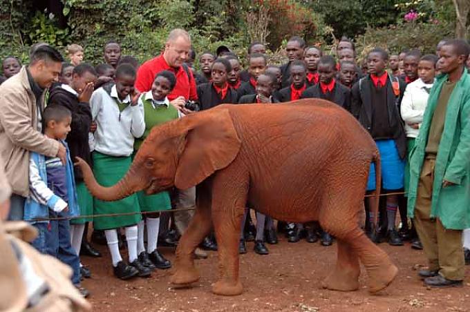Elefantenwaisen nähern sich neugierig den Touristen