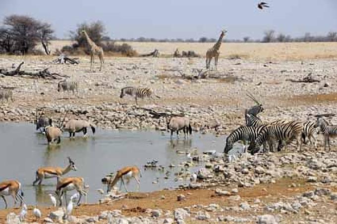 An Etoshas populärstem Wasserloch in Okaukuejo ist fast immer was los Mit wachem Blick registriert die Hyäne ihr Umfeld. Als Futter sind wir allerdings nicht interessant