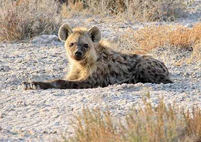 Mit wachem Blick registriert die Hyäne ihr Umfeld. Als Futter sind wir allerdings nicht interessant Mit wachem Blick registriert die Hyäne ihr Umfeld. Als Futter sind wir allerdings nicht interessant