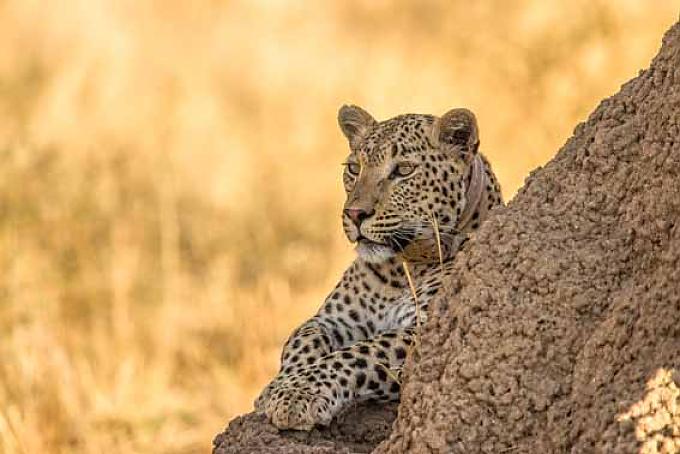 Sechser im Leoparden-Lotto Sechser im Leoparden-Lotto