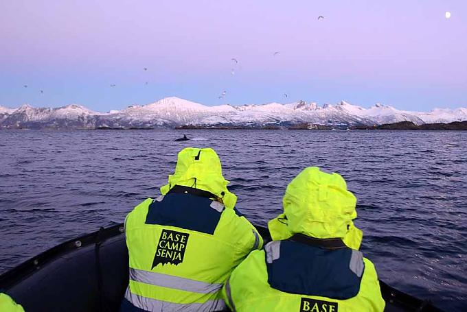 Senja: Walsafari Natursafari in den Trollfjord