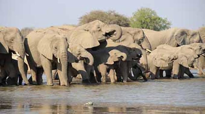 Elefanten am Wasserloch Elefanten am Wasserloch