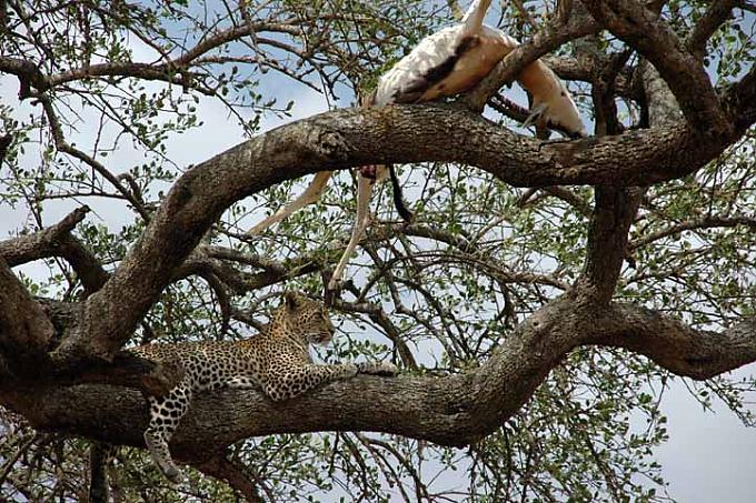 Leopard mit Beute im Baum Leopard mit Beute im Baum