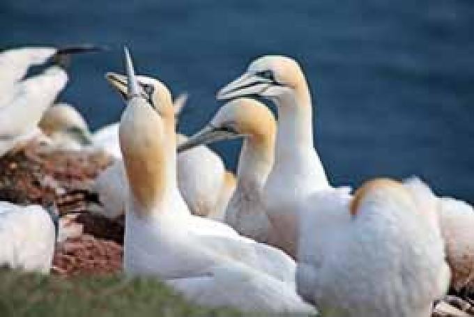 Bastölpel Bastölpel am Steilhang