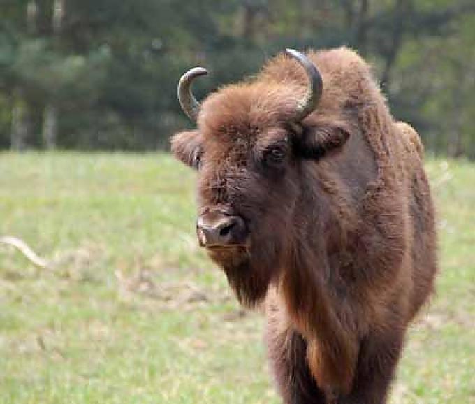 Neben den Wildpferden sind 75 Wisente die Stars in der Döberitzer Heide Peter Nitschke leitet das Projekt Döberitzer Heide für die Sielmann-Stiftung