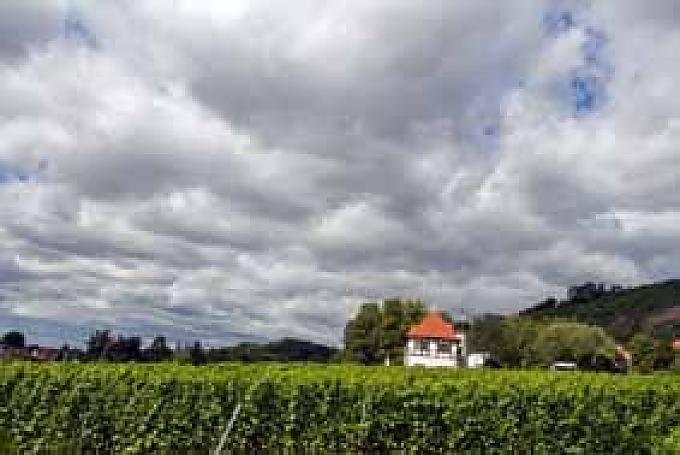 In der Hoflößnitz zu Radebeul feierten schon die sächsischen Herrscher fröhliche Gelage inmitten der Weinberge In der Hoflößnitz zu Radebeul feierten schon die sächsischen Herrscher fröhliche Gelage inmitten der Weinberge