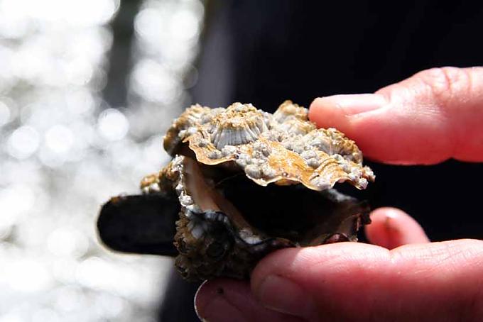 Fundstück im Wattenmeer Nur bei Ebbe befahrbar: der Låningsvej zwischen dem Festland und Mandø