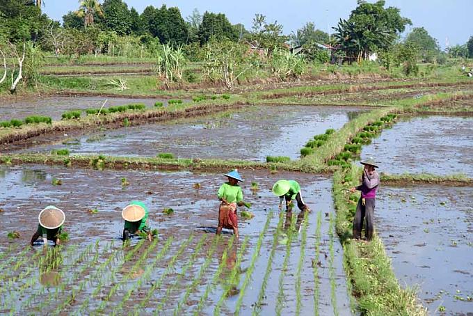 Arbeiter im Reisfeld Arbeiter im Reisfeld