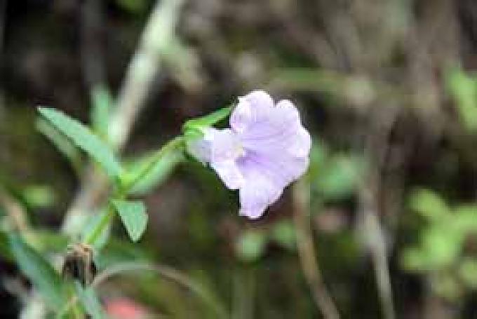 Contra bruxas azul. Contra bruxas azul.