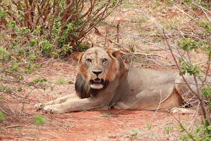 Einsam auf Safari Einsam auf Safari