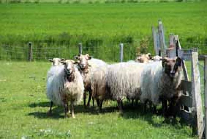 Schafe auf dem Landgut De Bonte Belevenis. Bauernhofcamping bei Familie Keijser.