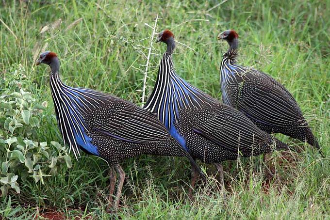 Perlhühner im Tsavo West Nationalpark Perlhühner im Tsavo West Nationalpark