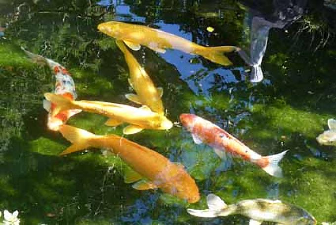 Bunte Zierkarpfen Bunte Zierkarpfen