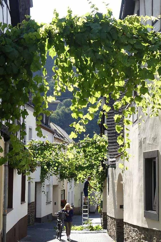 Weinlaub-Straße im Moselort Winningen Weinlaub-Straße im Moselort Winningen