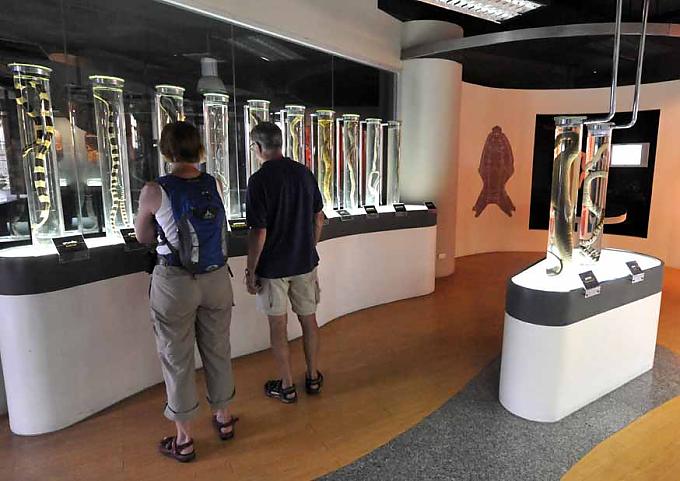 Im ersten Stockwerk starren Schlangen aus Formaldehyd dem Besucher entgegen. Terrarien