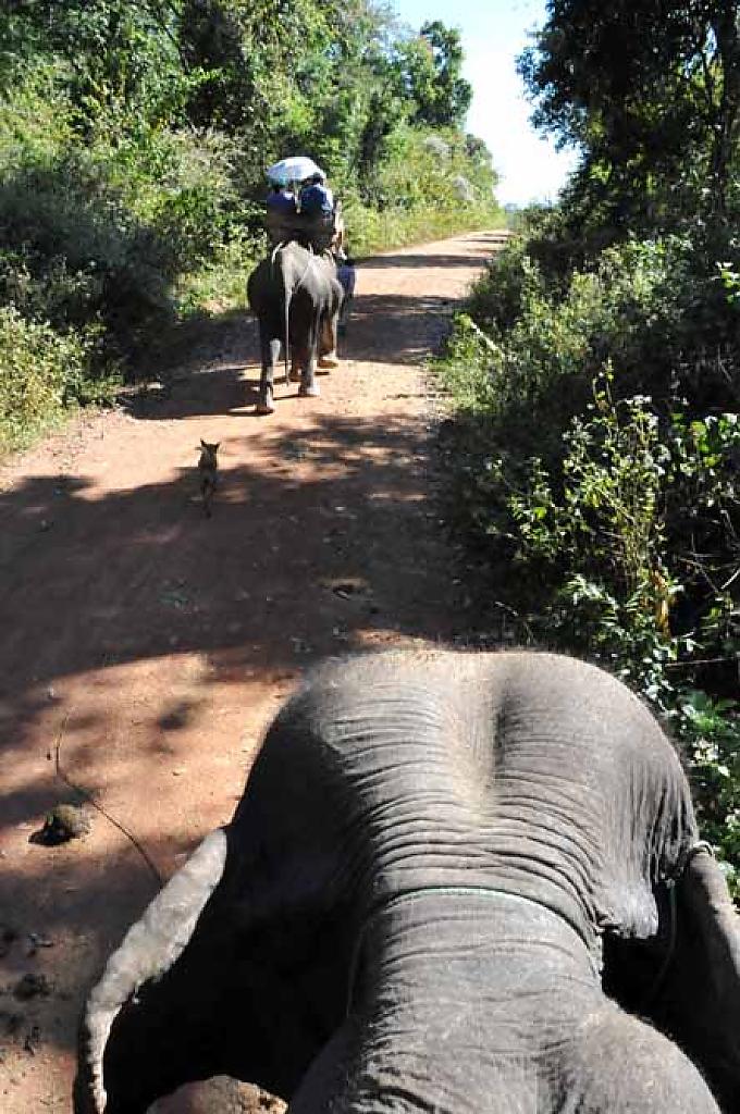 Phu trabt hinter einem Kollegen her Phu mit Zuckerrohr