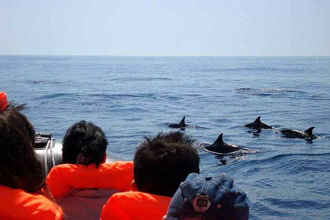 Delfine und ihre Beobachter Delfine