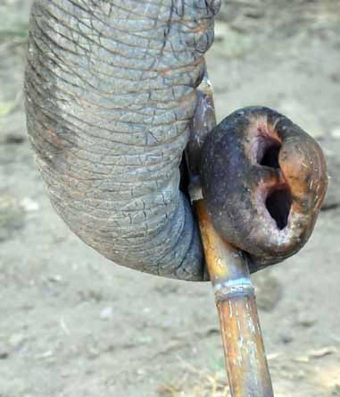 Phu mit Zuckerrohr Phu mit Zuckerrohr