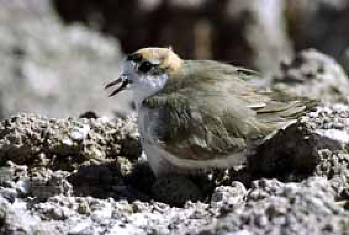 Andenregenpfeifer / Vogel beschattet sein Nest. Parina Kota in Chile.