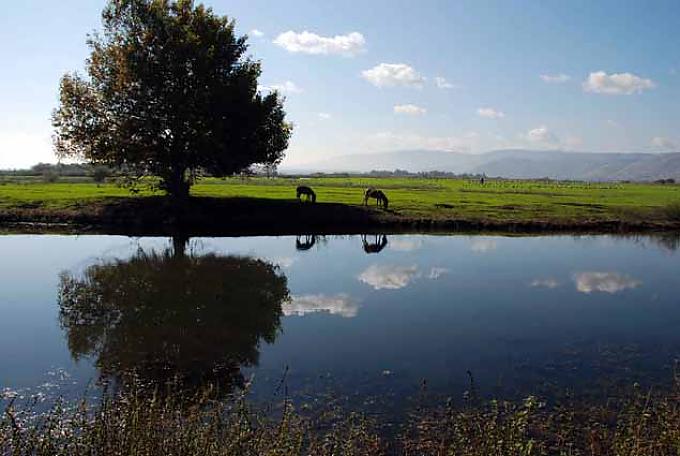Kraniche am Hula Agamon See, nördliches Jordantal Kraniche am Hula Agamon See, nördliches Jordantal