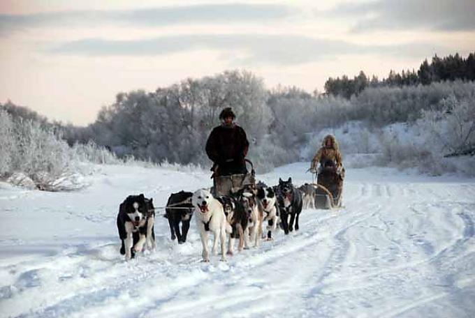 Hundeschlittensafari mit Sven Engholm in der Nähe von Karasjok Hundeschlittensafari mit Sven Engholm in der Nähe von Karasjok
