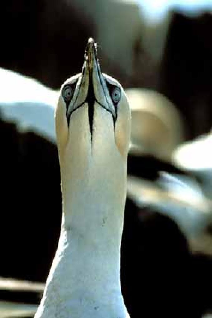 Basstölpel Wollgras