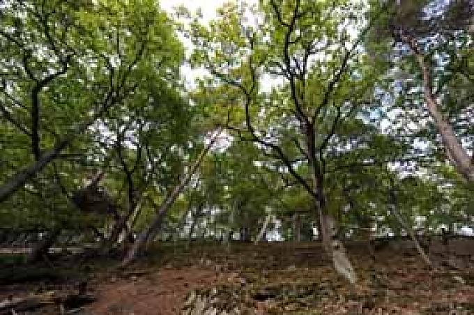 Alte Eichen an einem steilen Hang Alte Eichen an einem steilen Hang