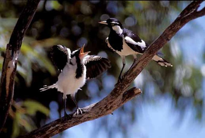Peewee / Schwarzkehlwürgatzel: Vogel füttert sein bettelndes Junges im Baum. Regen in Darwin