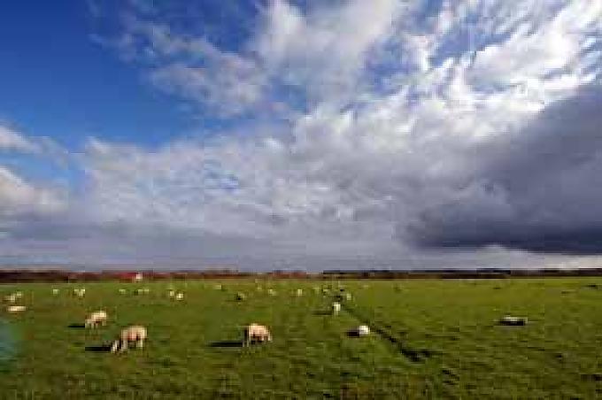 Schafe grasen auf einer saftig grünen Wiese Schafe grasen auf einer saftig grünen Wiese