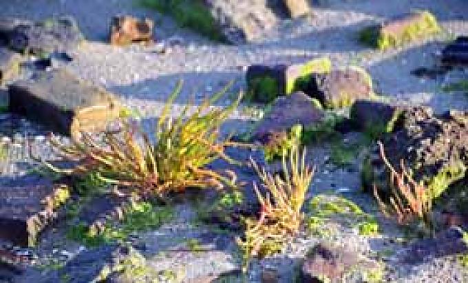 Queller im Watt Queller im Watt