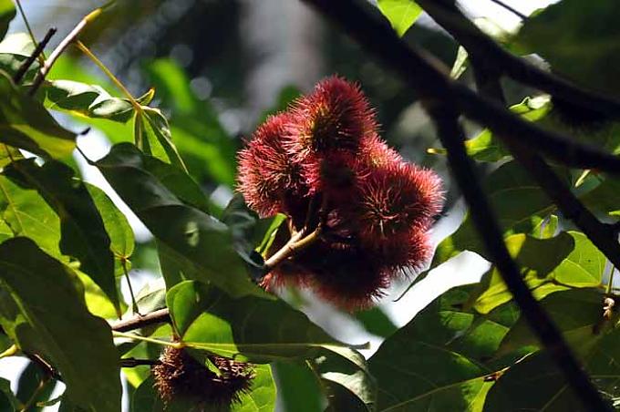 Annatto (Bixa orellana L.). Früchte des "Lippenstift-Baumes" Annatto (Bixa orellana L.). Früchte des "Lippenstift-Baumes"