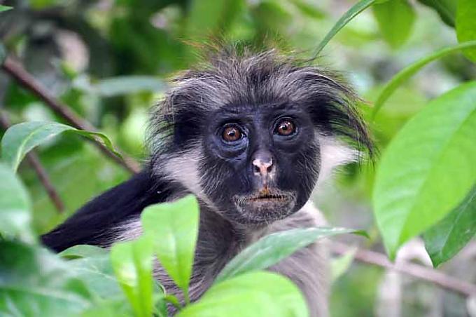 Der Sansibar-Stummelaffe Der Sansibar-Stummelaffe