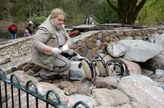 Tierpflegerin Cindy Quade füttert die Humboldt-Pinguine.
