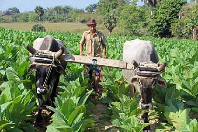 Mit Ochsengespann durch die Tabakfelder – in der Provinz Pinar de Rio kein ungewöhnlicher Anblick