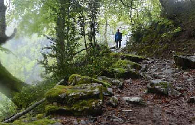 In höheren Lagen geht der Chemin de la Mature in prächtigen Laubwald über.